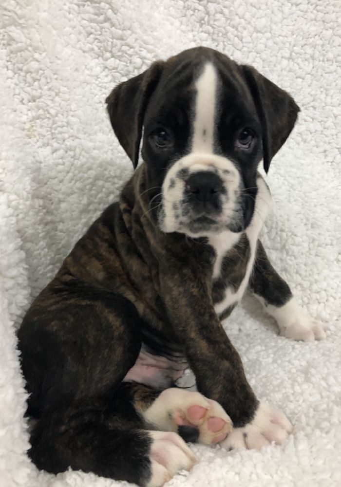 sealed boxer puppies