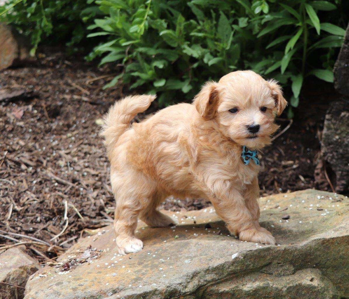 maltipoo puppies los angeles