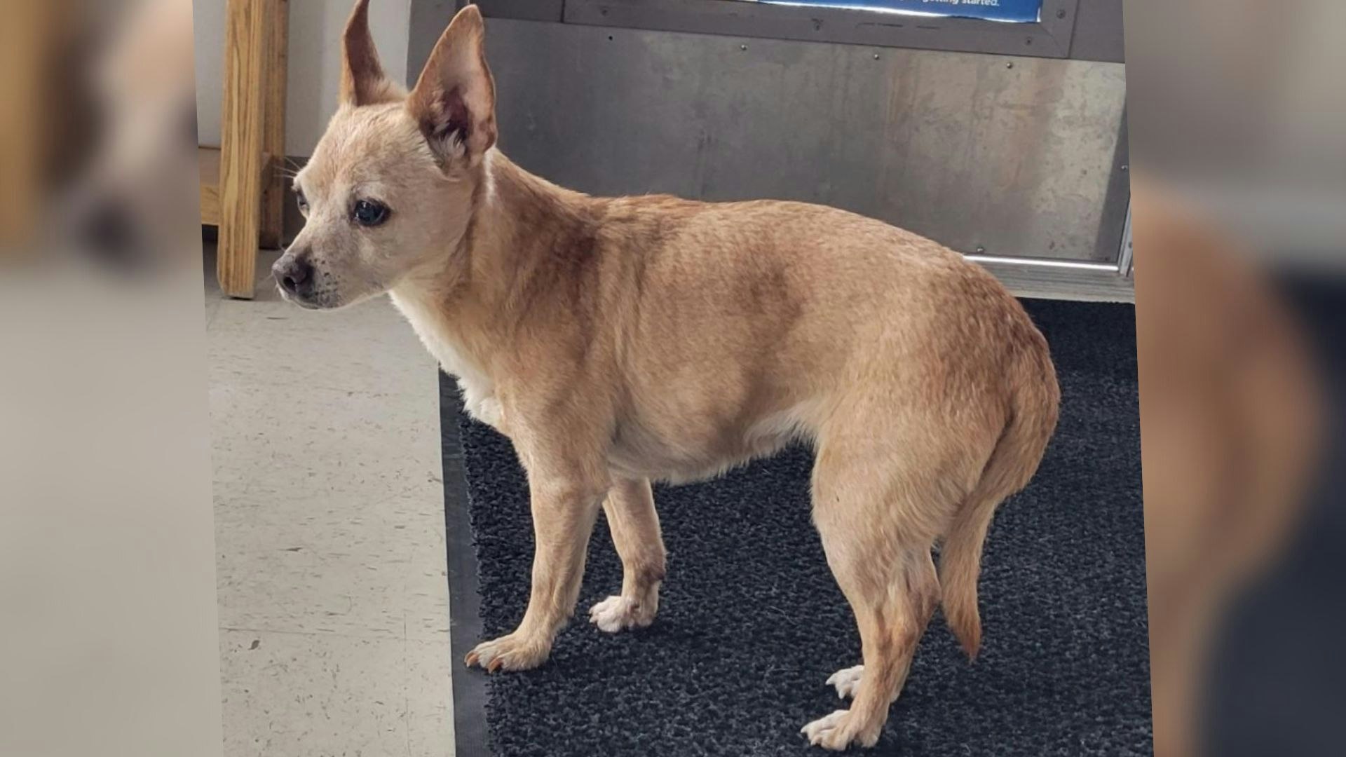 chihuahua found