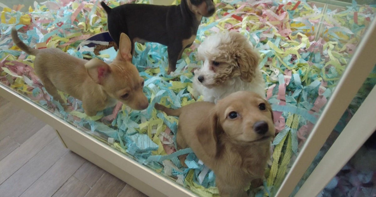 pet store with puppies for sale