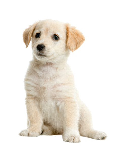 puppy png