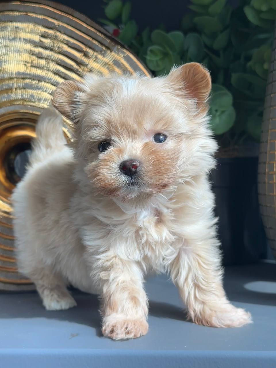 puppies forsale near me