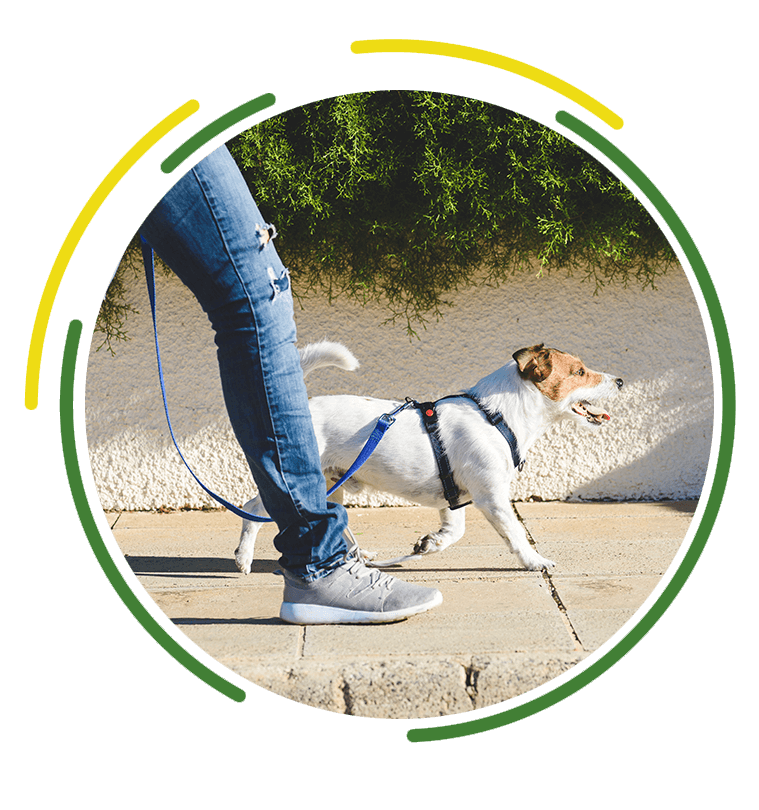 dog let out service near me