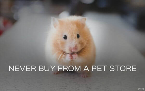 free hamsters near me
