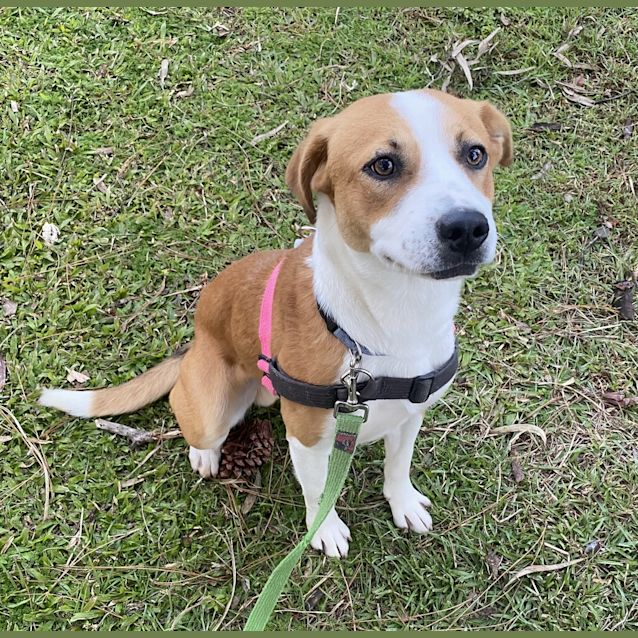 beagle amstaff mix