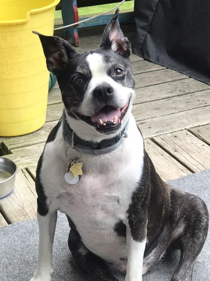 beagle boston terrier mix
