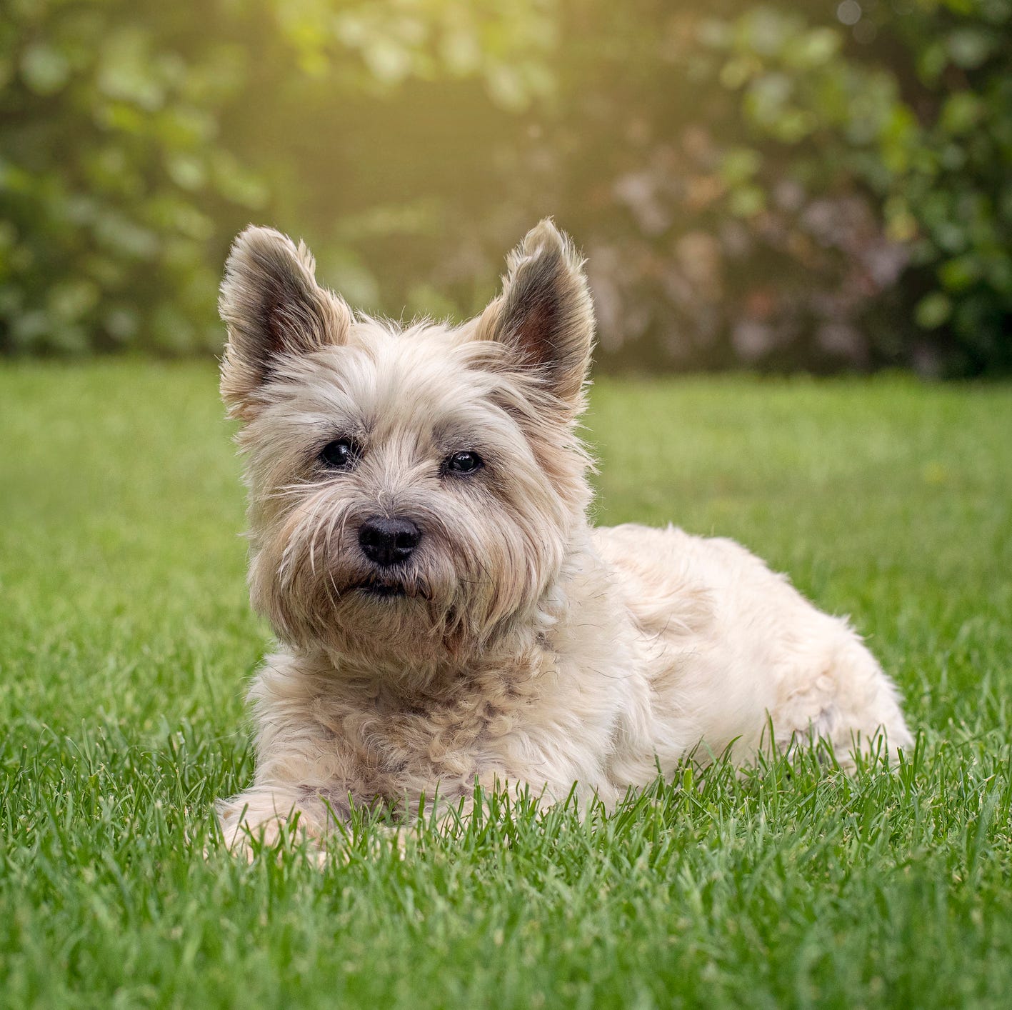 short legged terriers