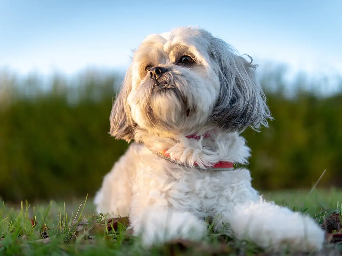 how much is a purebred shih tzu