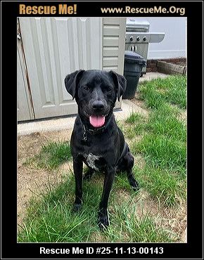 labrador retriever rescue ny