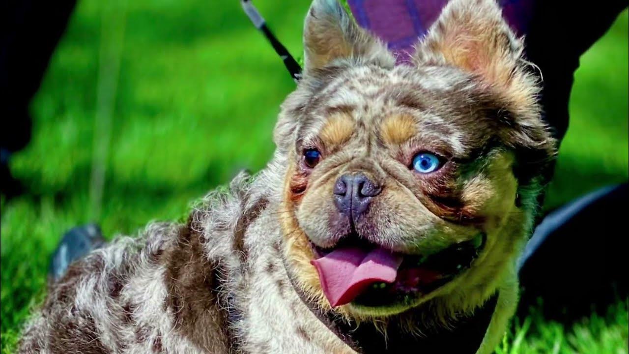 fluffy french bulldog merle