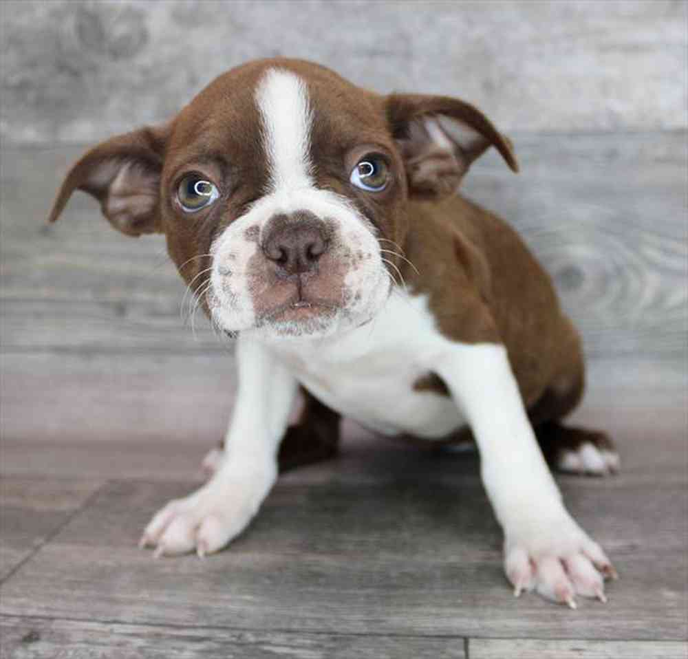 boston terrier puppies virginia for sale