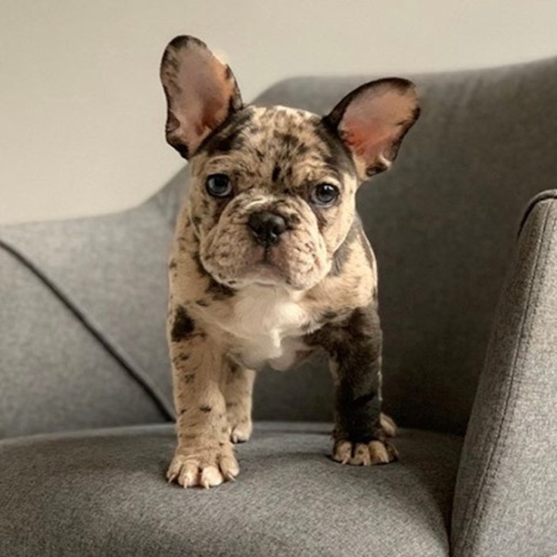 frenchie for sale near me under $500
