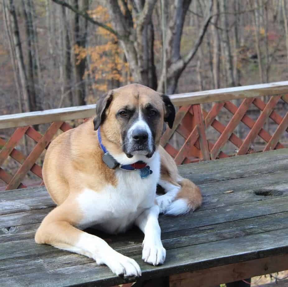 great pyrenees boxer mix