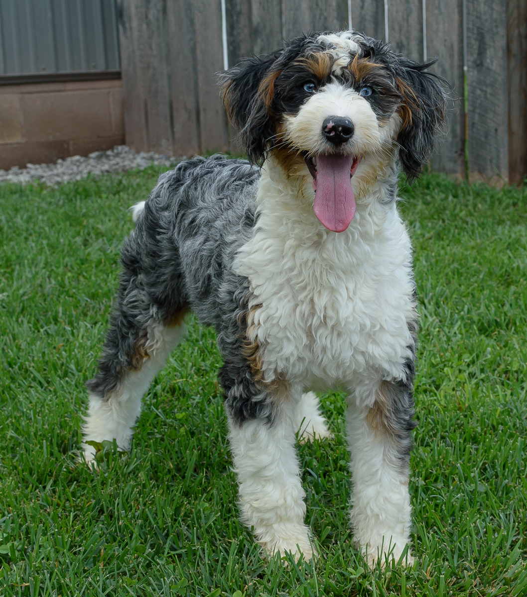 bernedoodle puppies pennsylvania