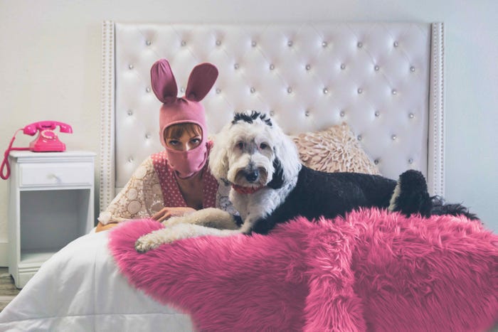 bunny sheepadoodle