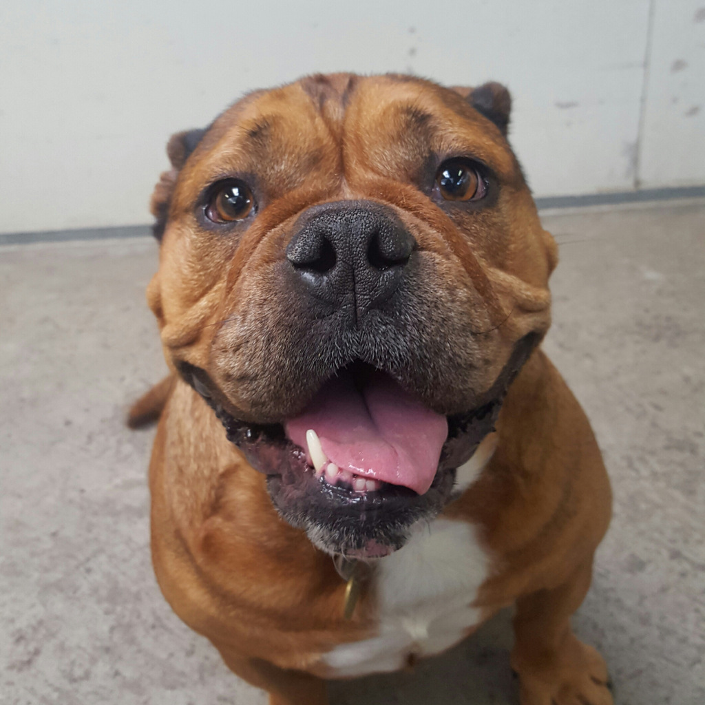 english bulldog staffordshire mix