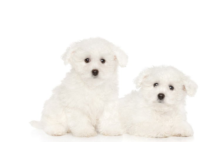 bichon frise breeders florida