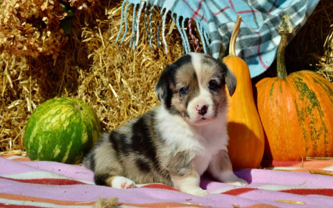aussie corgi puppy