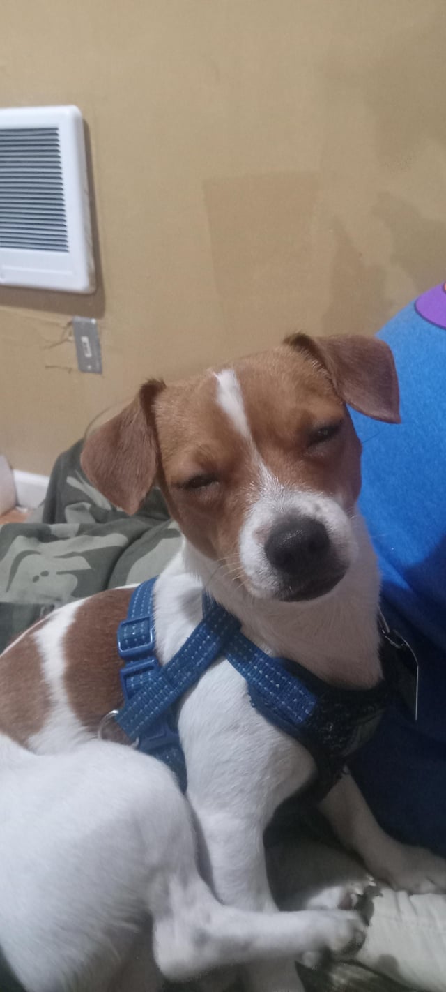 jack russell dachshund chihuahua mix