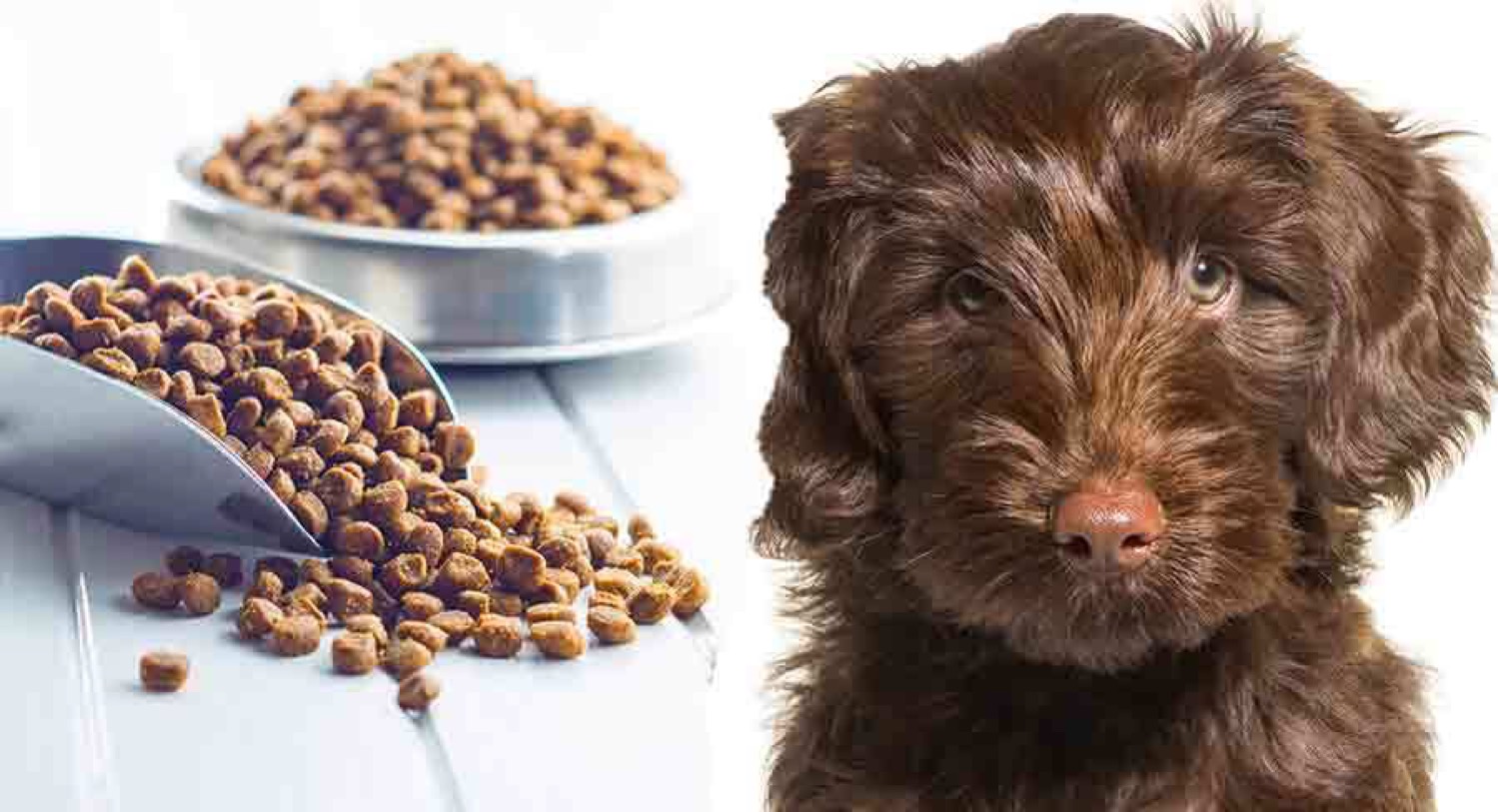best dog food for labradoodle puppy