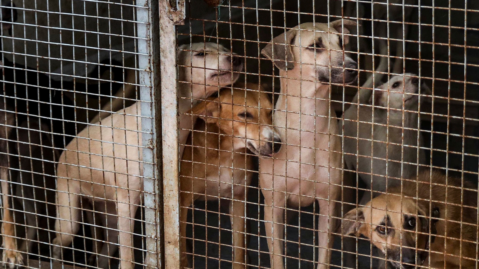 animal shelter in delhi