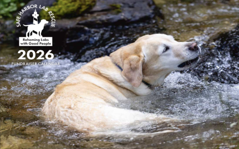 labrador retriever rescue ny