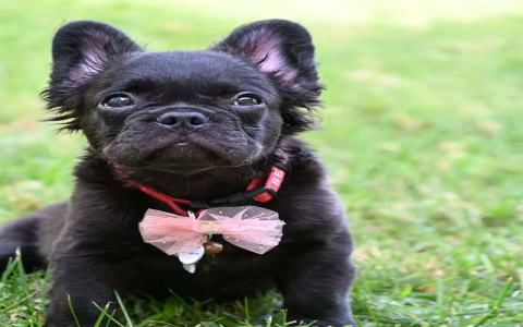 fluffy french bulldog merle