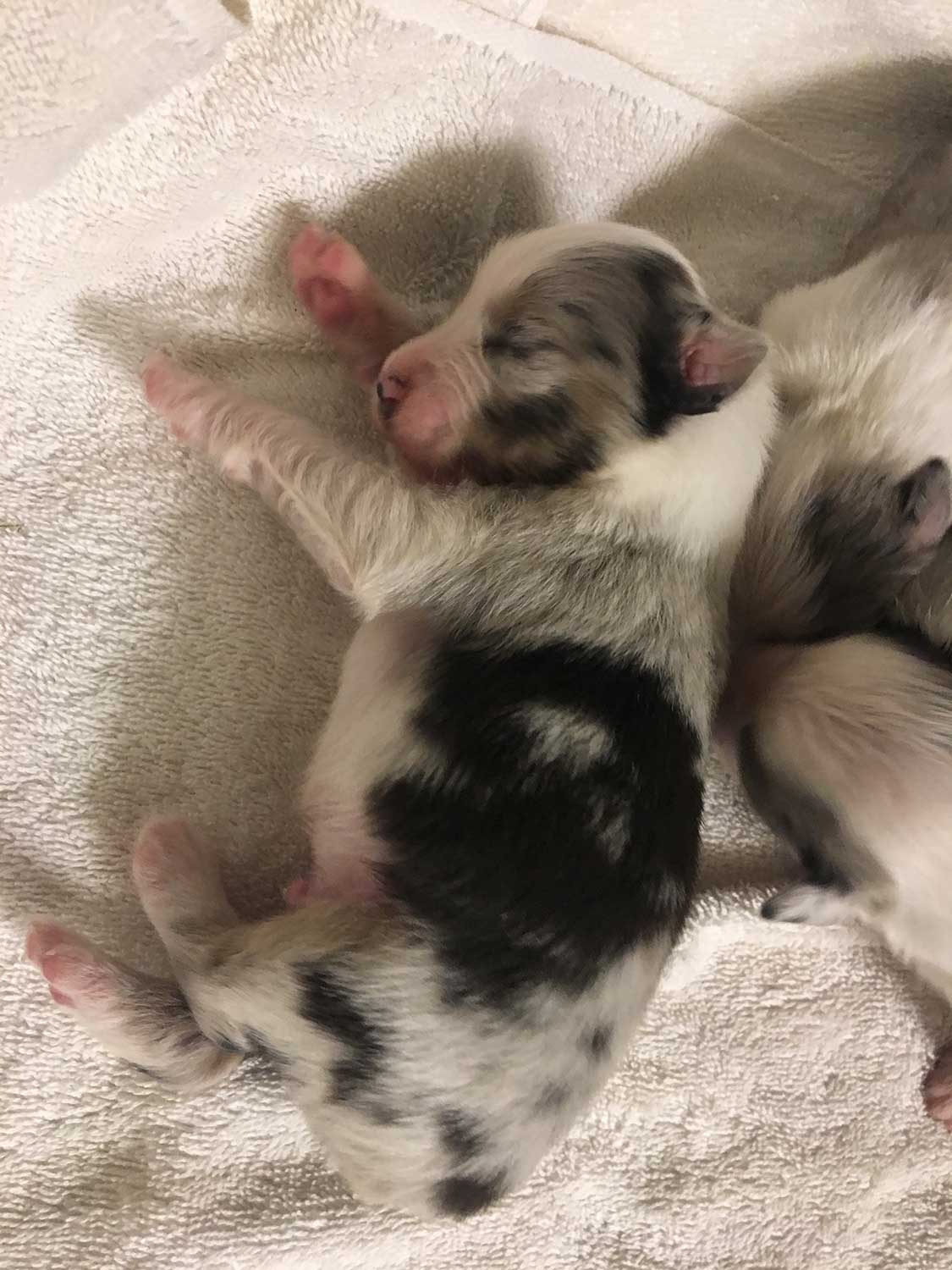 dog breeders on maui