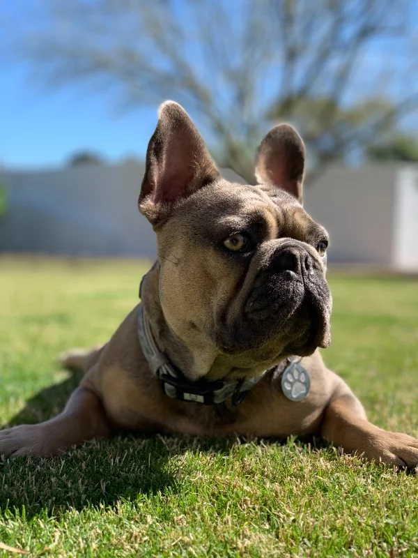 blue haven french bulldogs