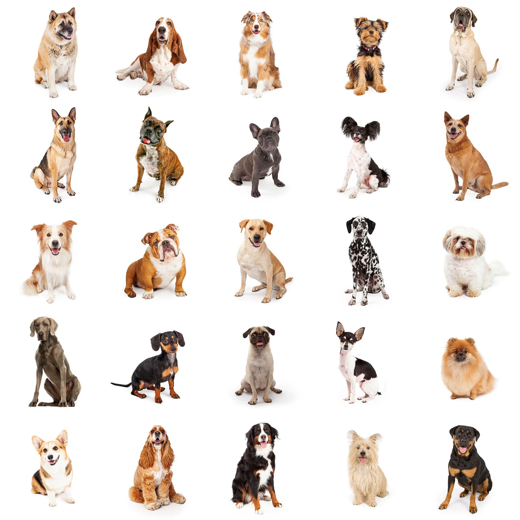 breed finder quiz