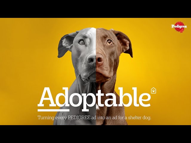 dog shelter ad