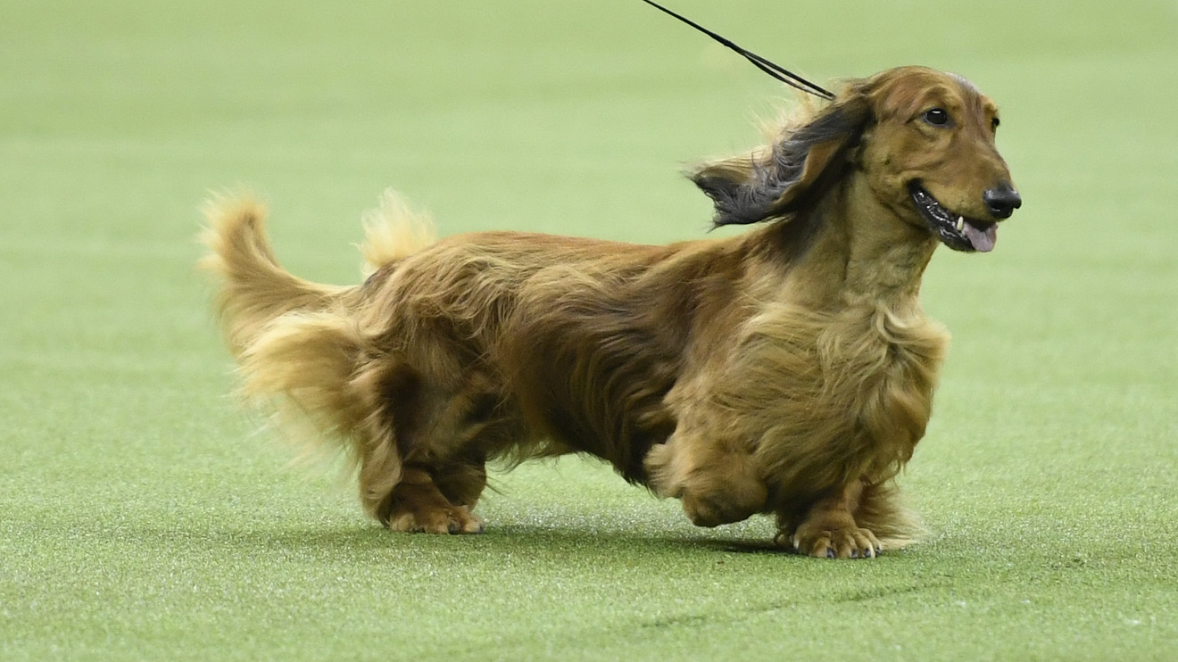 national dog show dachshund