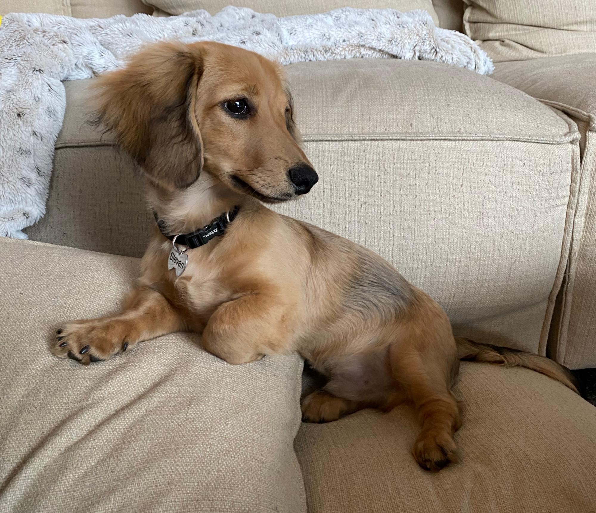 dachshund breeders indiana