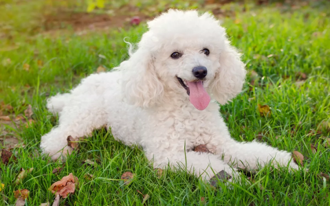 oldest miniature poodle