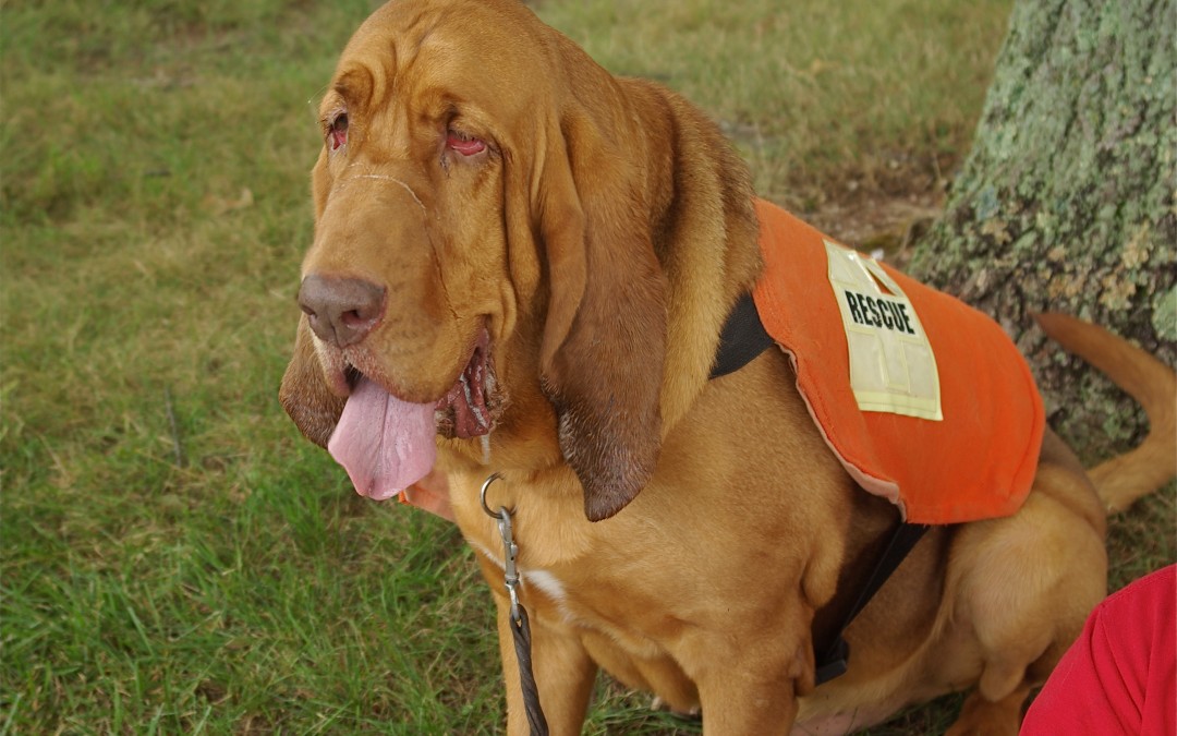 best dogs for search and rescue