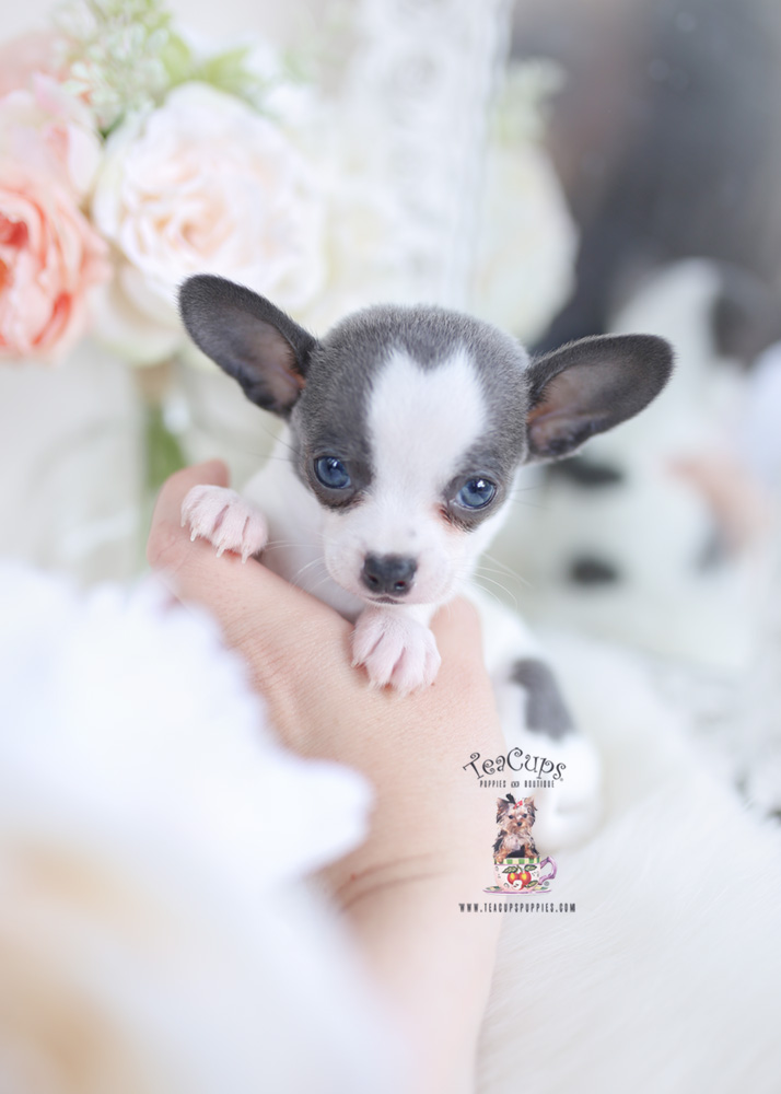 chihuahua puppy for sale florida
