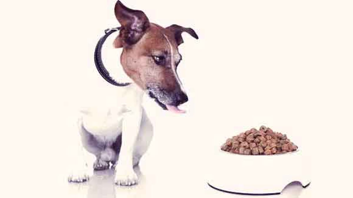 best dog food for jack russells