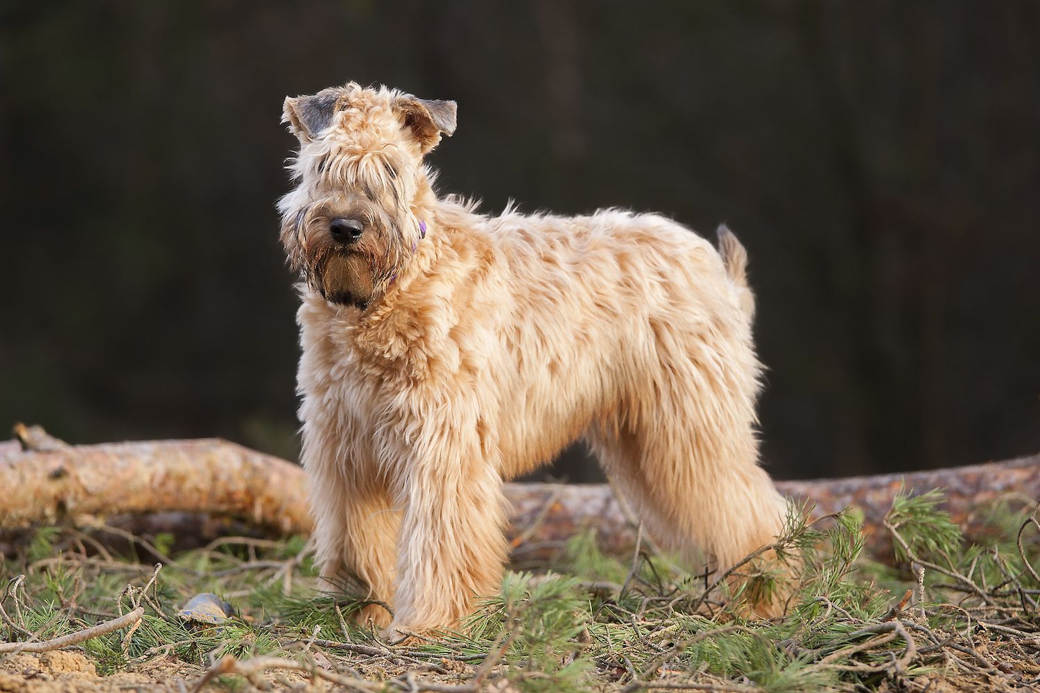 wheaten terrier photos