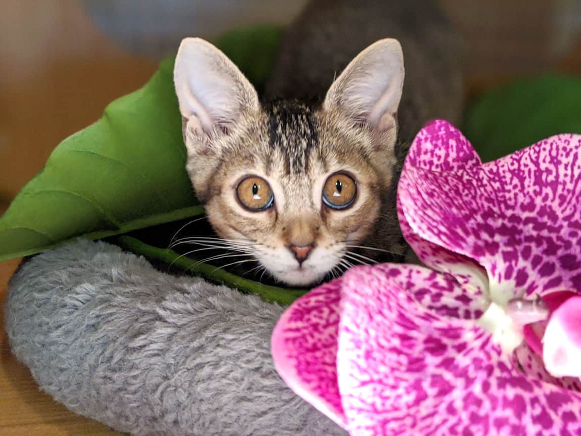 kittens for sale maui