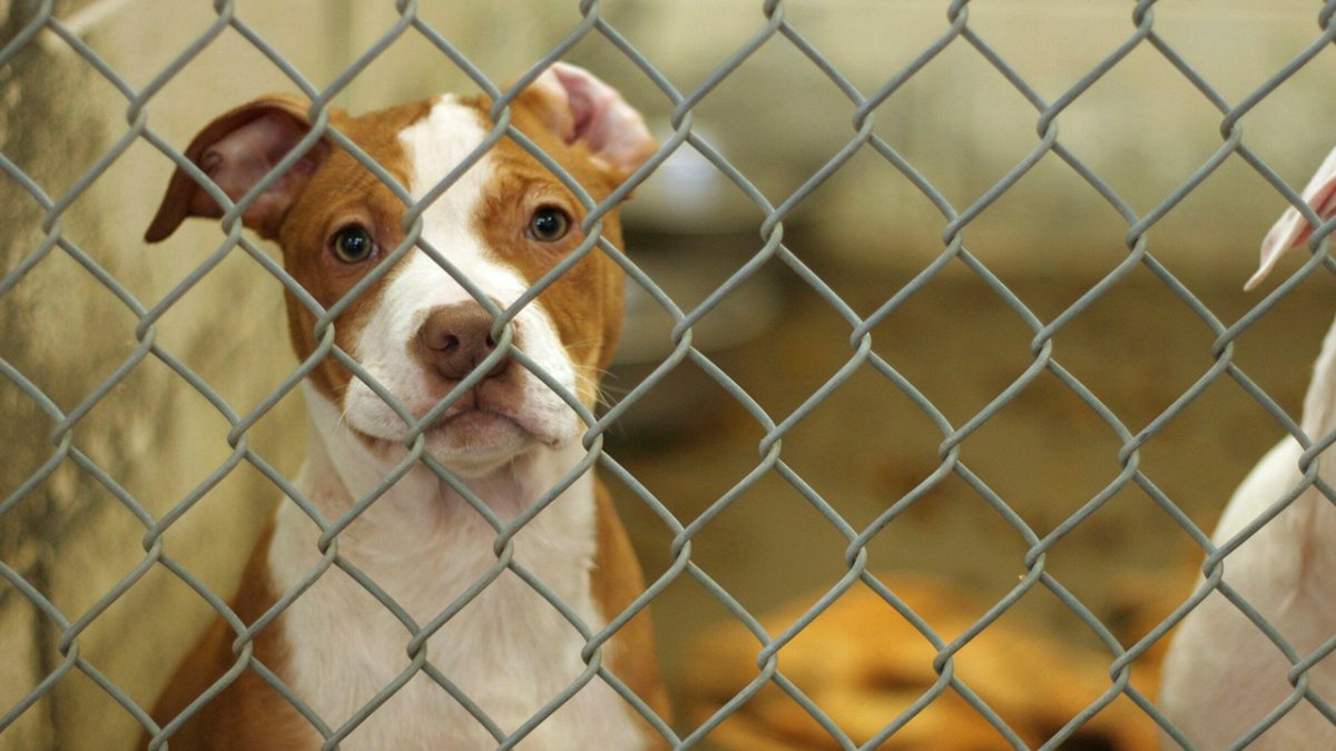 adoptar perros gratis tampa