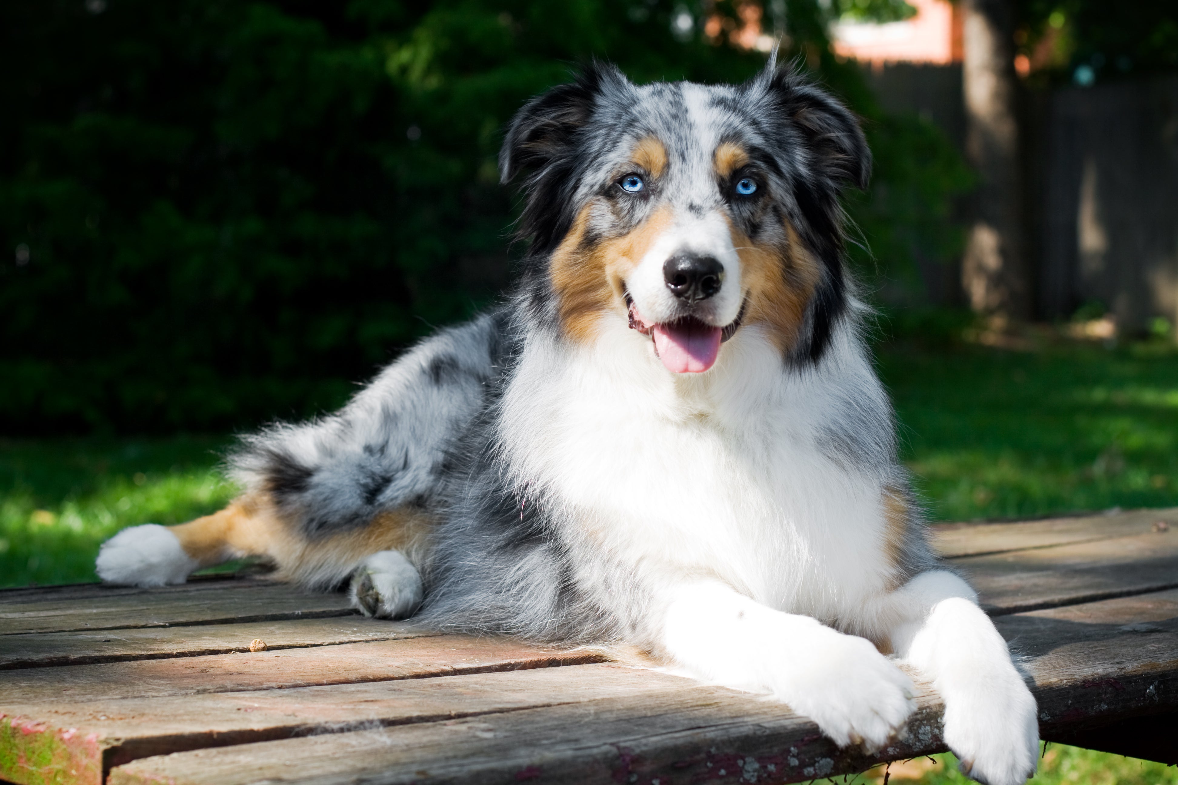 australian shepherd adoption near me