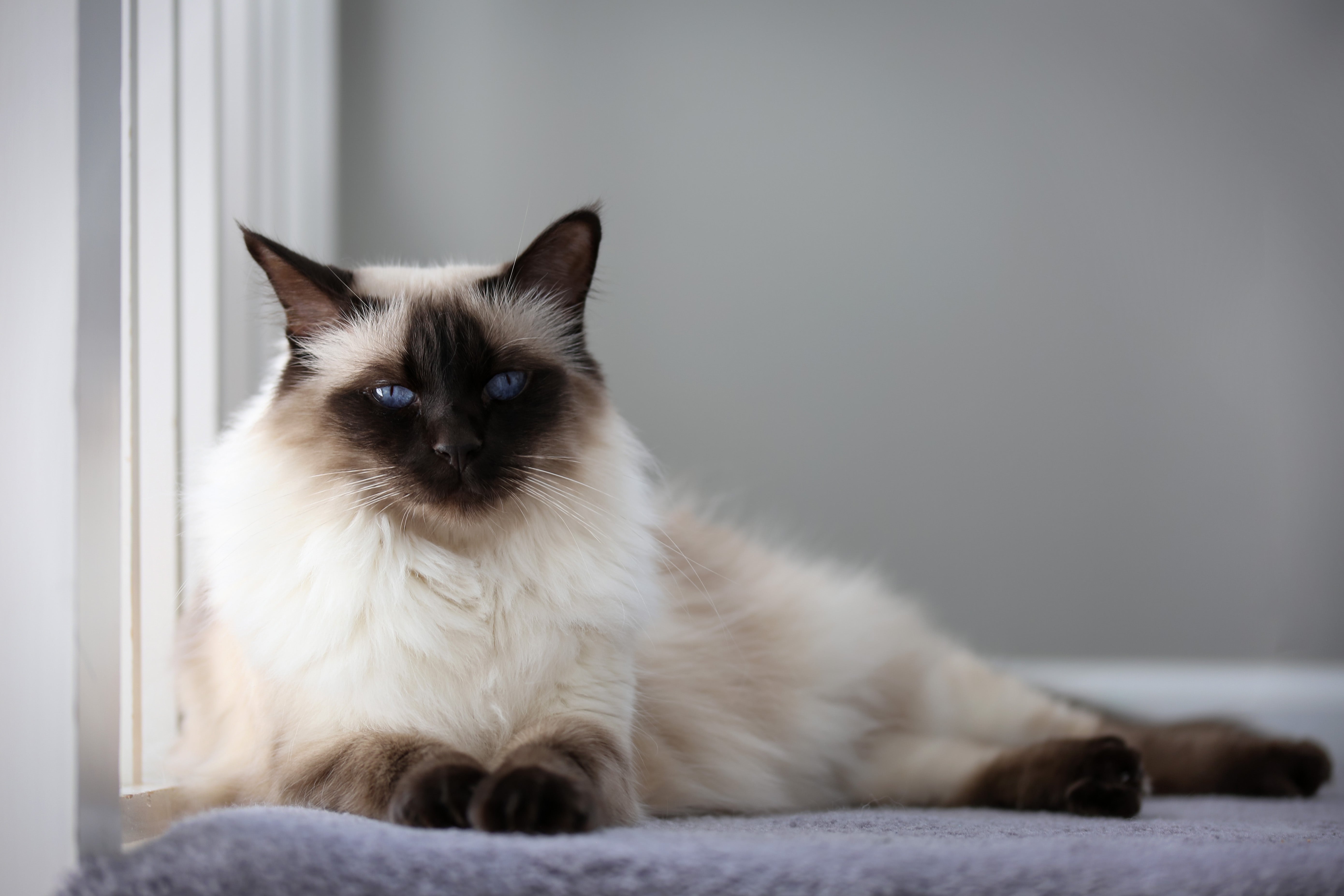 balinese cat for sale