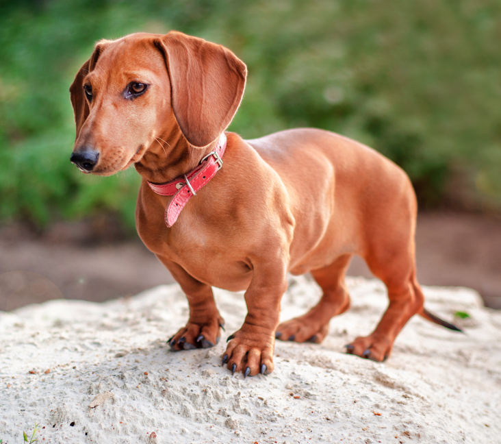 dachshund to adopt near me