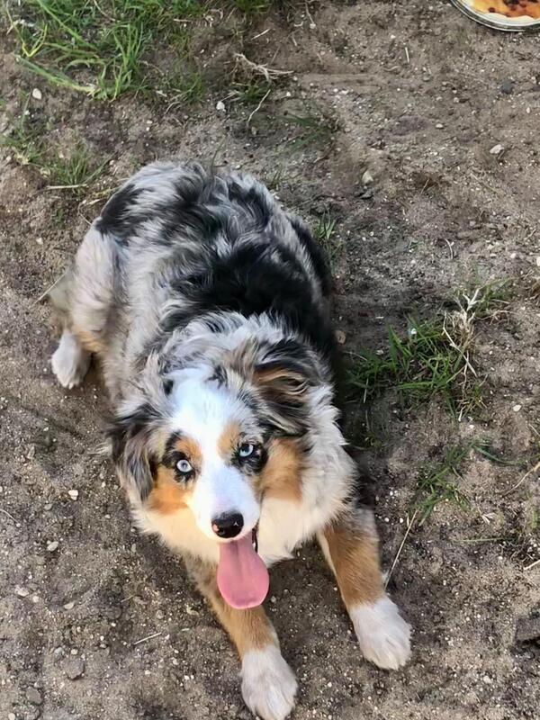 australian shepherd puppies michigan