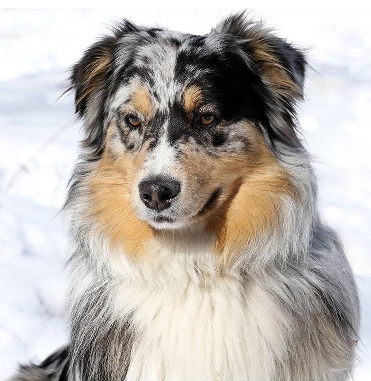 australian shepherd breeders ct
