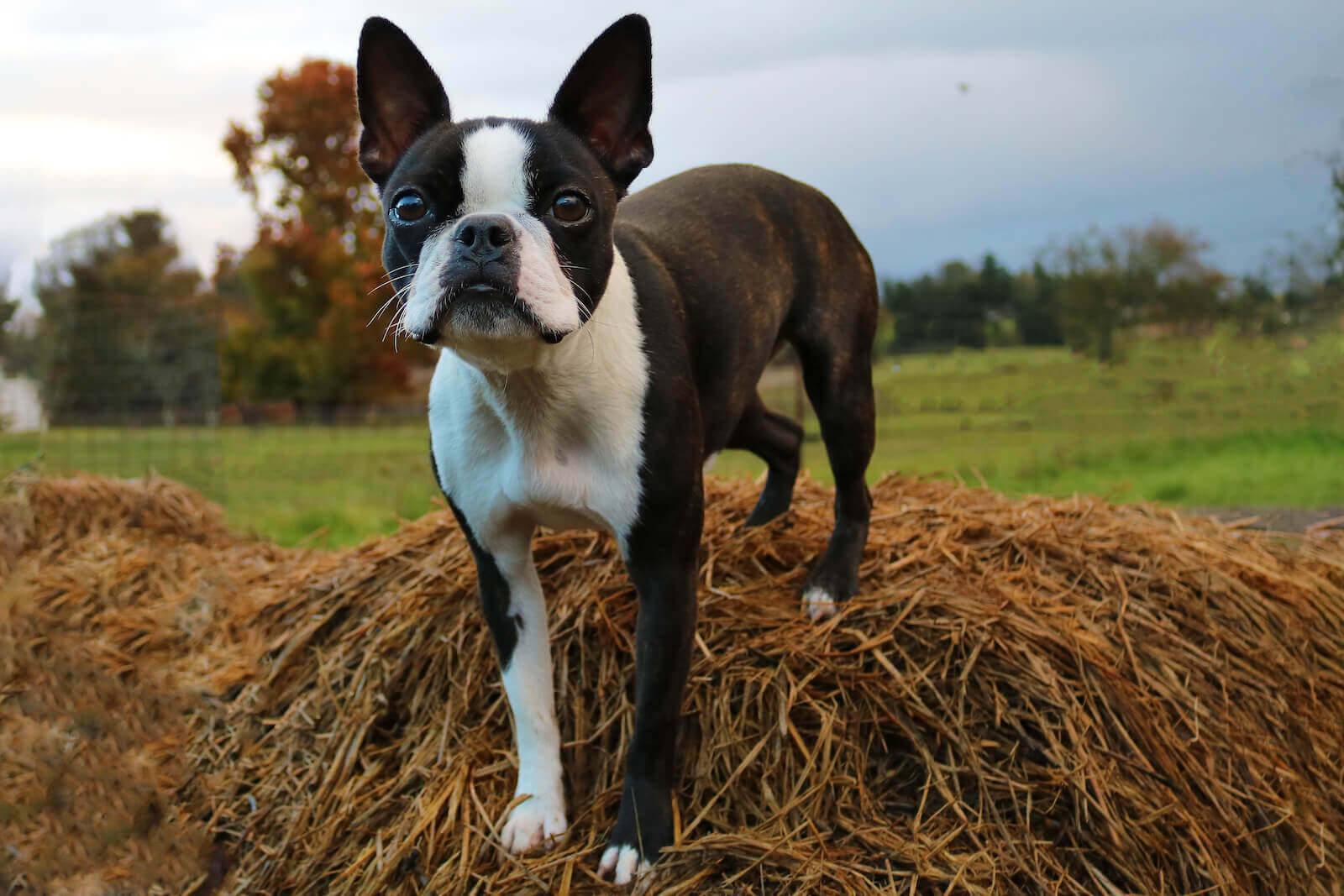 boston terrier puppies virginia for sale