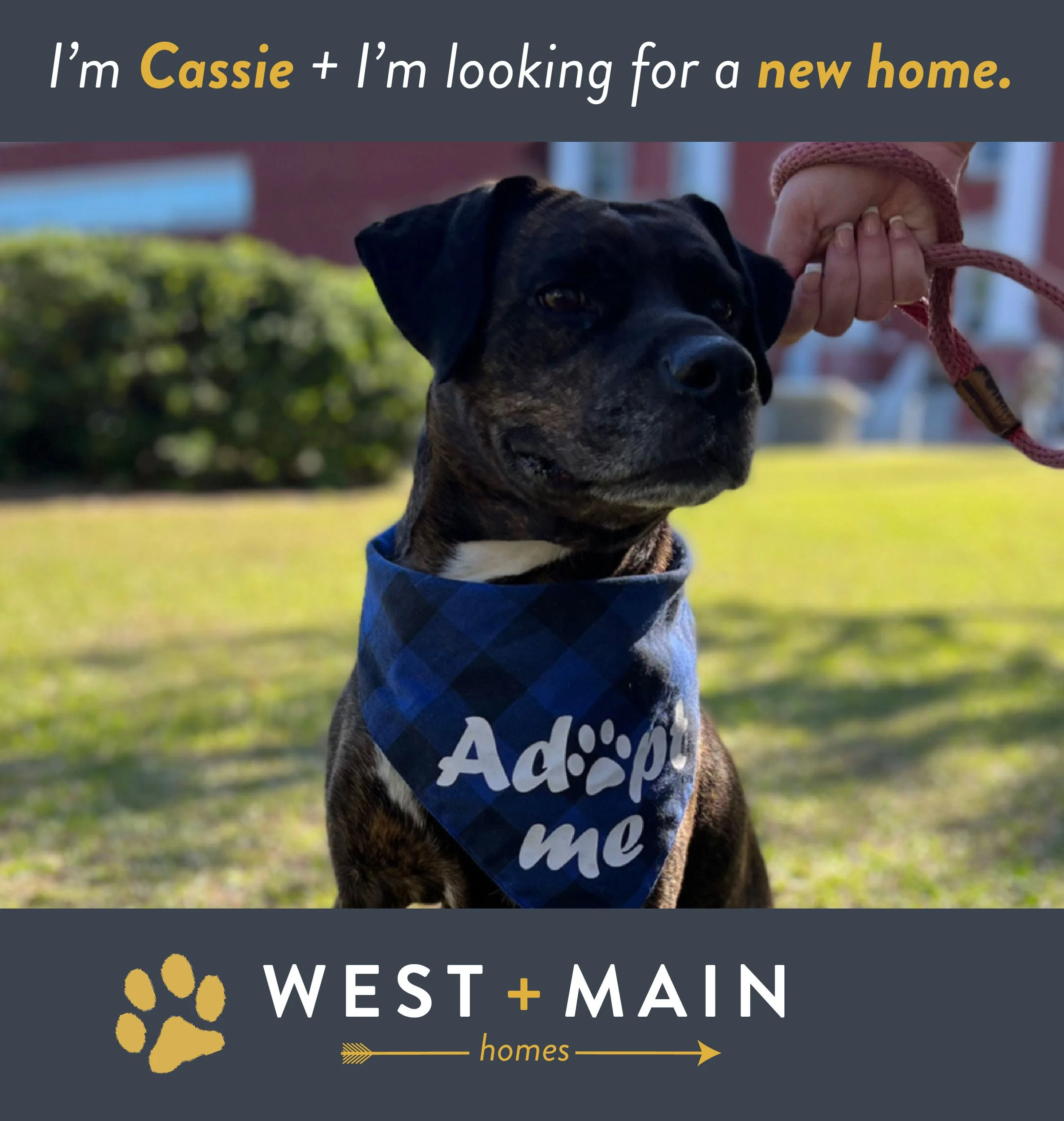 finding a new home for my dog