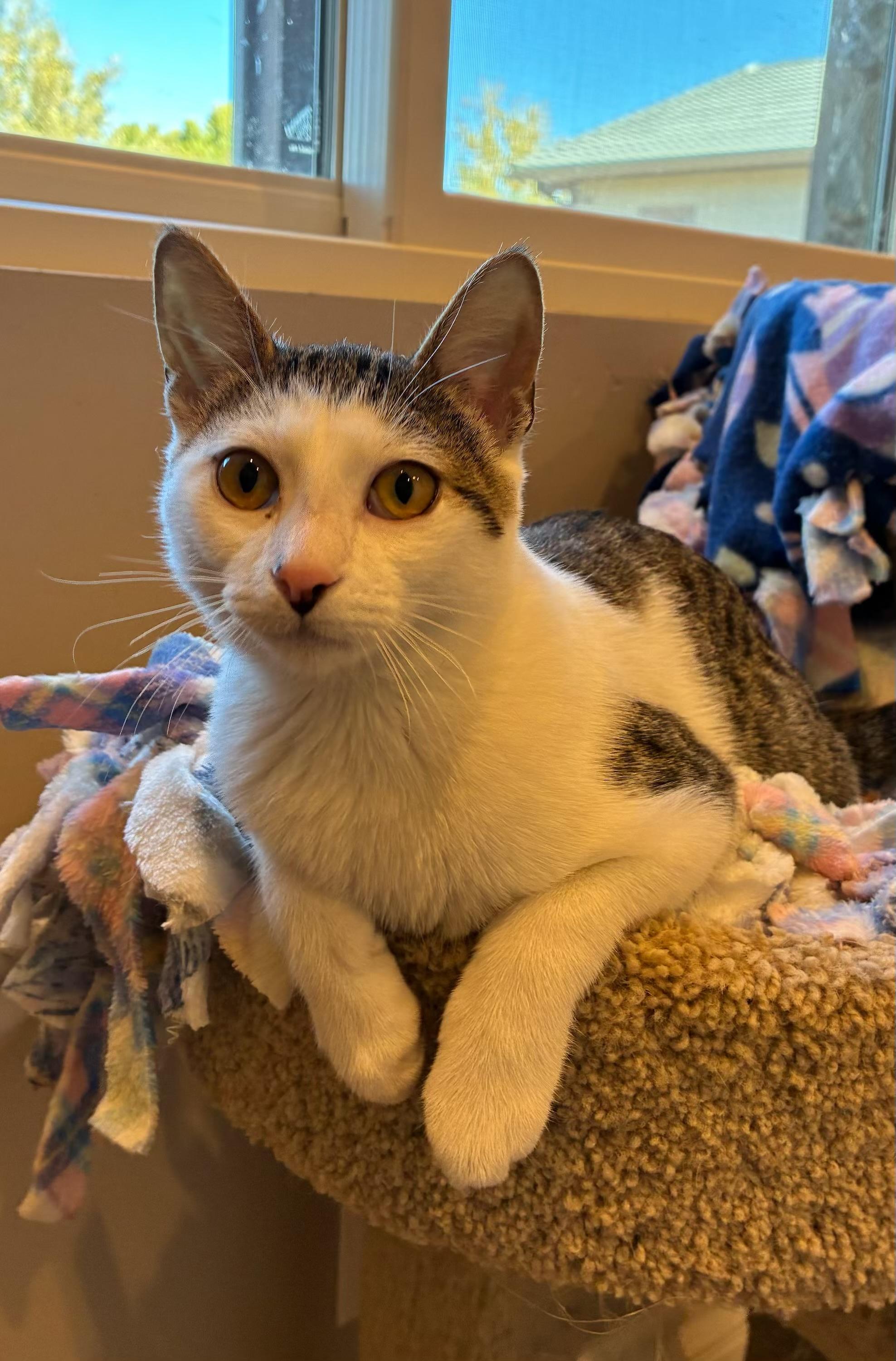 petfinder prescott az