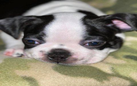 boston terrier puppies virginia for sale