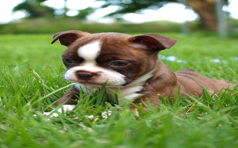 boston terrier puppies nj